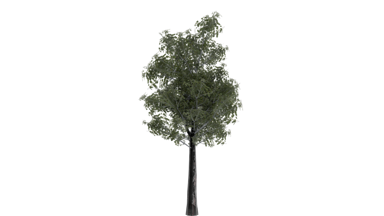 model 0